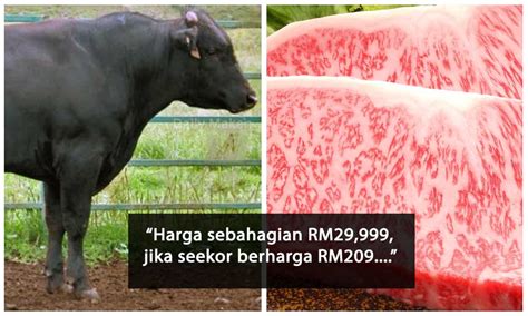 Rego daging muroh 24ya skilo. Harga Daging Korban Wagyu Satu Bahagian RM29,999 - Daily Makan