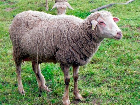 szch.ca @gmail.com - Zvieratá - Ovce - Nemecká dlhovlnná ovca