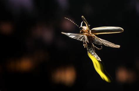 Adult Fireflies Started Glowing For Sex Not To Avoid Predators