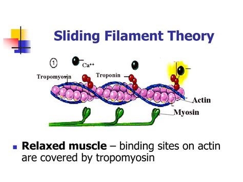 Sliding Filament Theory Of Muscle Contraction Online
