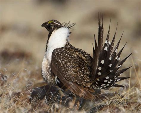 Free Picture Greater Sage Grouse Bird