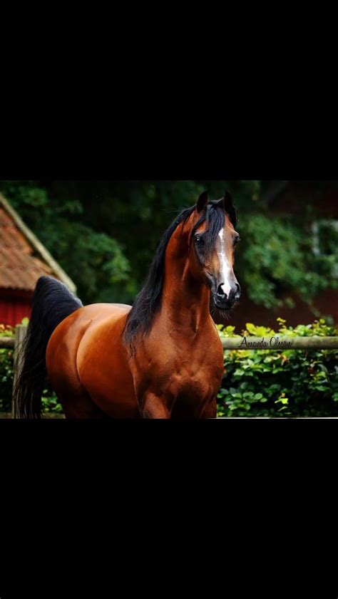 Bask Afire Bey Beautiful Arabian Horses Beautiful Horses Horses