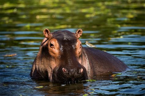 See more ideas about hippo, hippopotamus, baby hippo. These 16 Animals Are The Meanest On The Planet