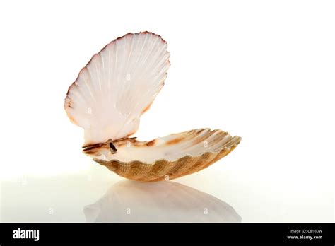 Open Scallop Shell With Soft Shadow And Reflection Against A White