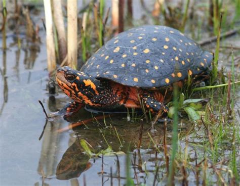 Spotted Turtle Clemmys Guttata Eastern United States Reptiles