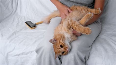 The Woman Combs A Dozing Cat S Fur Ginger Cat Lies On Woman Legs