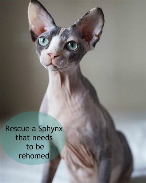 Adopt A Sphynx Cat A List Of Cat Rescue Groups That Specialize In