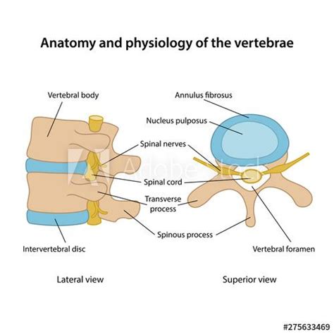 Stock Image Anatomy And Physiology Of The Vertebrae Human Vertebrae
