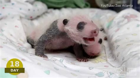 Baby Pando Video Atlanta Zoo Panda Cam Watch Newborn Giant Pandas