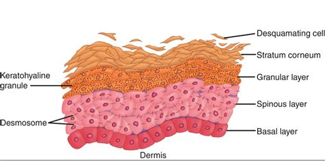 The 5 Layers Of Your Skin Dr Leslie Baumann