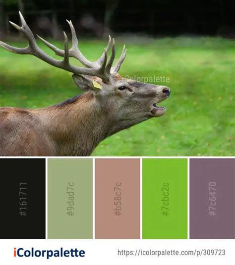 Color Palette Ideas From Wildlife Deer Fauna Image Icolorpalette