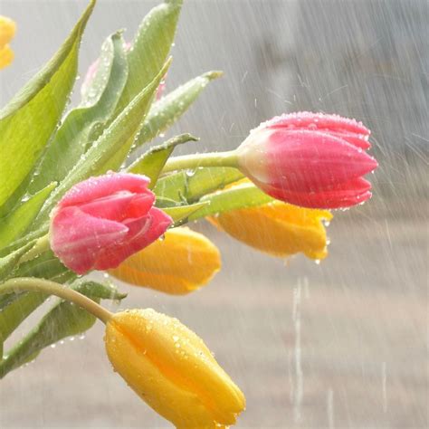April Showers Bring Wedding Flowers : April Showers bring May Flowers — Weasyl - April showers ...