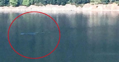 Has This Holiday Snap Finally Captured The Loch Ness Monster On Camera Irish Mirror Online