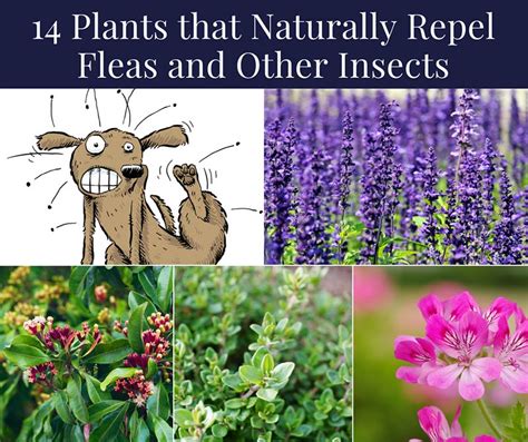 14 Plants that Naturally Repel Fleas and Other Insects - Home and ...