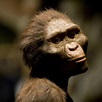 Six things you must know about Lucy, the oldest discovered hominid