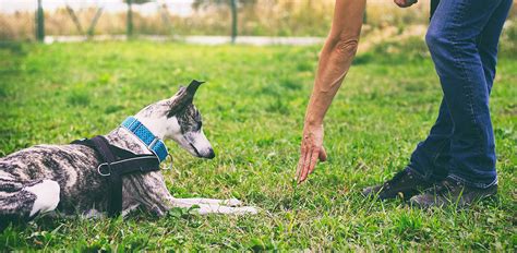 Dog Training 101 How To Hire The Right Pro For Your Pup Yelp