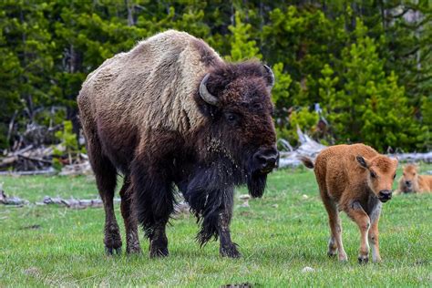 Yellowstone Buffalo Photograph By Dwight Eddington Pixels