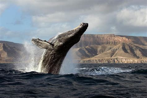 Humpback Whale Breaching Photograph By Christopher Swannscience Photo