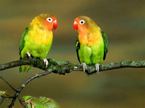Cute Love Birds 90764