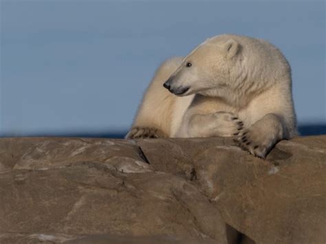 Churchill Photos Of The Week Churchill Polar Bears