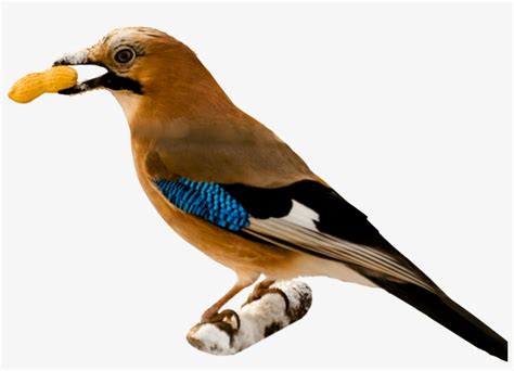 Bird Eating Peanut Birds Png With Transparent Background 400x400