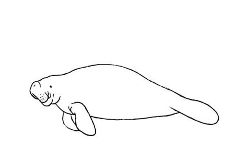 How To Draw A Manatee Step By Step Easy Animals 2 Draw In 2022