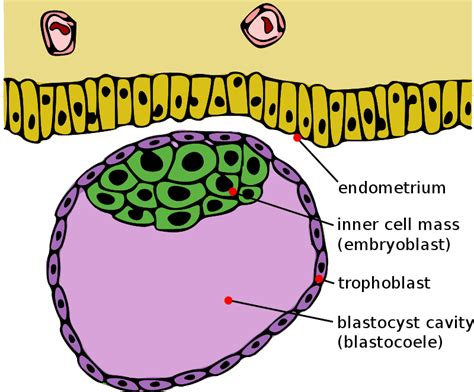 Human Embryology Part 1 Neet Notes Edurev