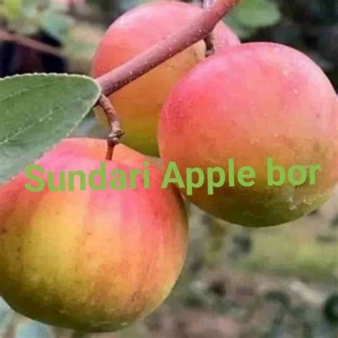 Bal Sundari Apple Ber Plant At Rs 60piece ऐप्पल बेर प्लांट In Bhilwara Id 2851826173873