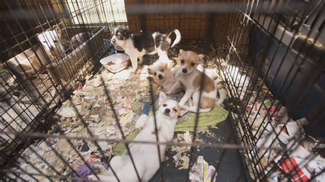 Puppy Mill Dogs Feel Air On Their Backs For First Time