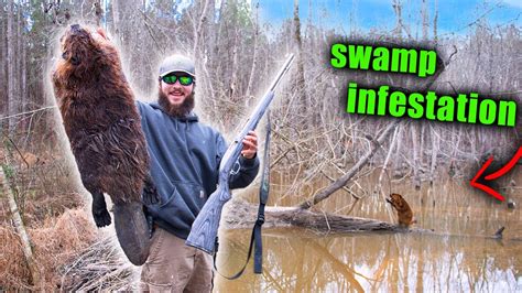 Trapping Massive Beavers Deep In The Swamp Catch And Cook Youtube