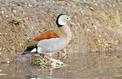 Male Ringed Teal Photograph By John Devriesscience Photo Library