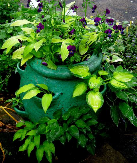 Miniature Hostas In Strawberry Pot Container Gardening Plants Shade