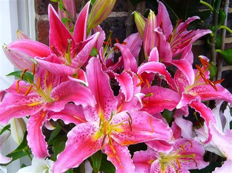 Oriental Lily Oriental Hybrid Lilies Flower Duty