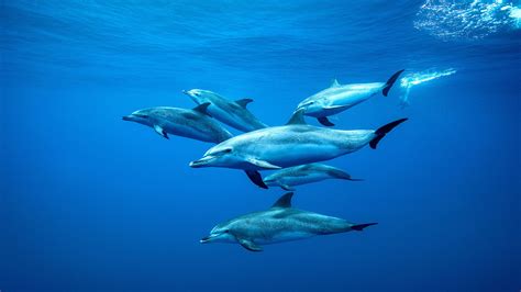 Tenerife Dolphins Bing Wallpaper Download