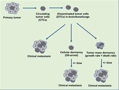 An Overview Of Disseminated Tumor Cells Dtcs In Dormancy And Clinical