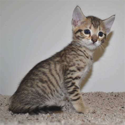 Our registered refr american polydactyl kittens are exceptionally outgoing, smart and playful. F6 Savannah Kittens for Sale Amanukatz Savannah Cats Ohio ...