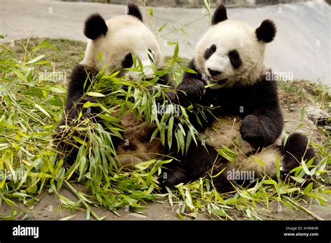 Baby Giant Pandas Eating Bamboo Wolong Breeding Center Sichuan