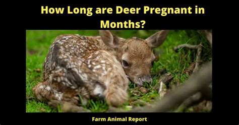 43 States How Long Are Deer Pregnant 2024 Deer How Long Are