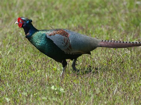 Phasianus Versicolor Robustipes 1600×1200 Fazanten Pheasant