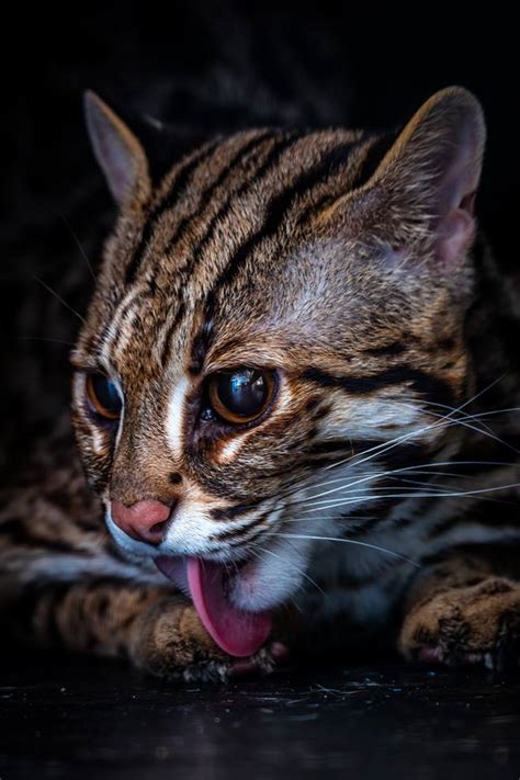 Asian Leopard Cat Prionailurus Bengalensis Wild Cats Magazine