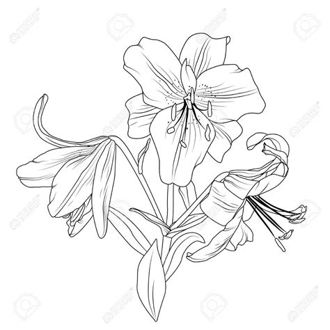 Outline Of Flowers For Drawing At Getdrawings Free Download