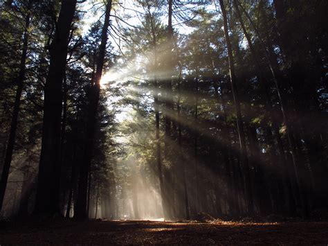 Wallpaper Sunlight Trees Landscape Forest Waterfall Nature