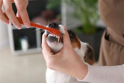 How Often Should I Brush My Dogs Teeth In Monroeville Pa Northern