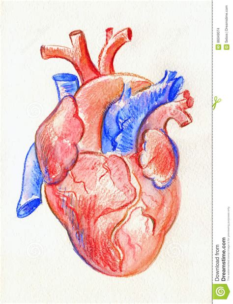 Human Heart Pencil Drawing At Getdrawings Free Download