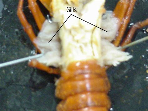 Crayfish Gills