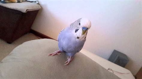 Best Talking Budgie Charlie Youtube