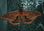 Miller time: Moth wall shedding light on winged insects in western ...