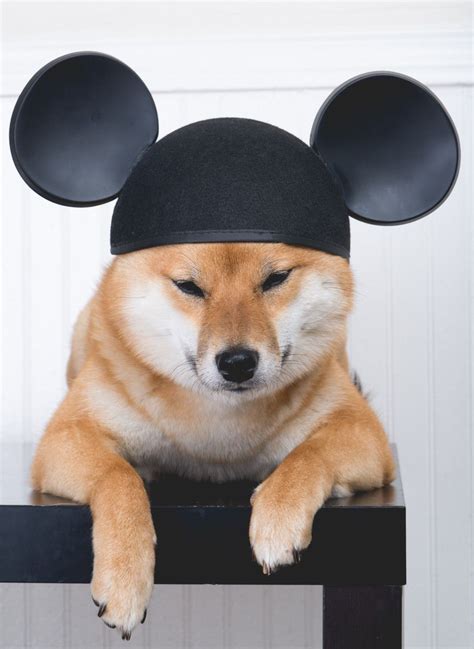 The Magic Of The Internet Shiba Inu Shiba Inu Dog