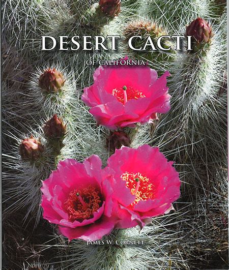Desert Cacti Of California Death Valley Natural History Association
