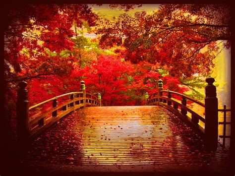 Autumn Nostalgia Leaves Fall Red Nostalgia Trees Bridge Autumn